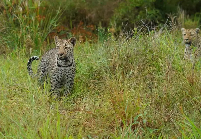 Leopard Spotting & Intimate Wildlife Encounters