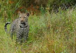 IgluCruise.Application.ViewModels.Shared.WebImageViewModel?.Description