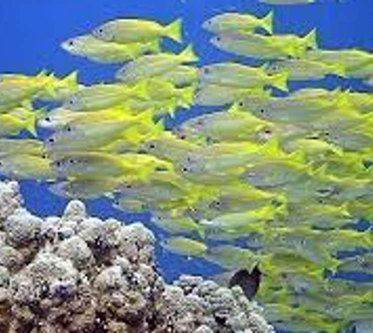 Dive the Great Astrolabe Reef