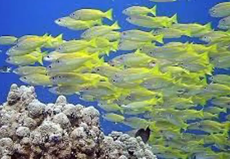 Dive the Great Astrolabe Reef