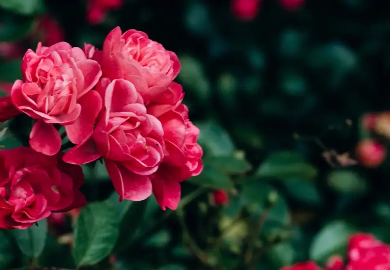 Image related to Sengan-en Gardens