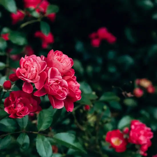 Image related to Sengan-en Gardens