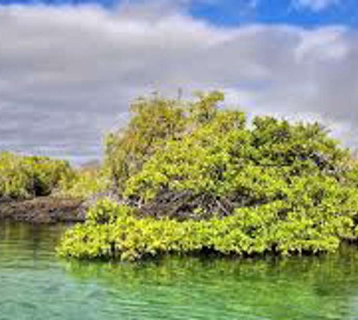 Panga Ride Through Mangroves