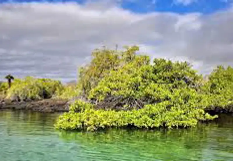 Panga Ride Through Mangroves