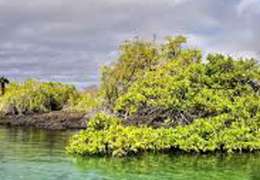 IgluCruise.Application.ViewModels.Shared.WebImageViewModel?.Description