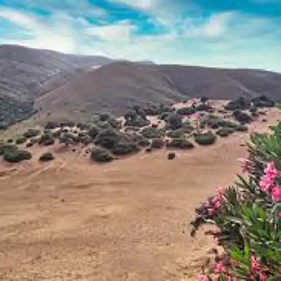 Image related to The Sand Dunes (Ammothines)