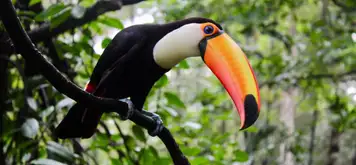 Image related to Aviarus bird sanctuary