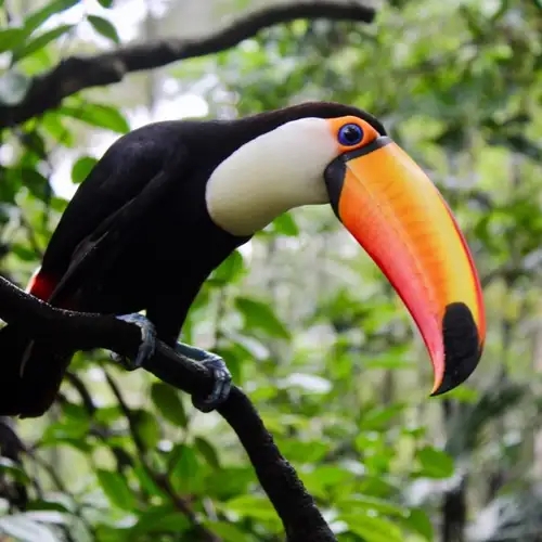 Image related to Aviarus bird sanctuary