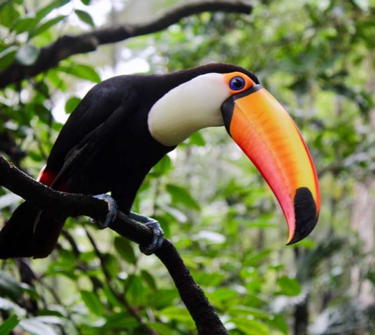 Aviarus bird sanctuary