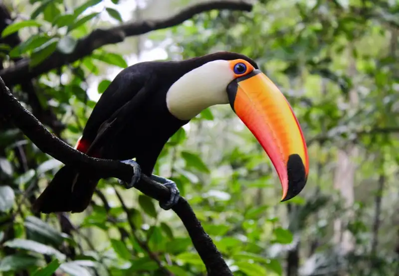 Image related to Aviarus bird sanctuary