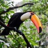 Image related to Aviarus bird sanctuary