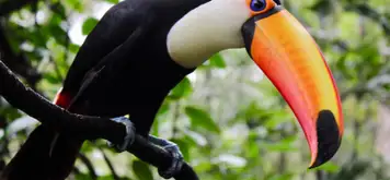 Image related to Aviarus bird sanctuary