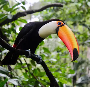 Image related to Aviarus bird sanctuary