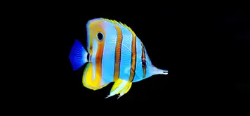 Image related to Aquarium