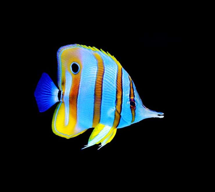 Aquarium