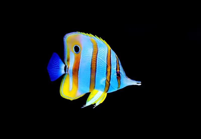 Aquarium