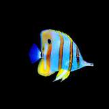 Image related to Aquarium