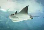 Stingray Encounter (Princess Cays)