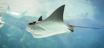Image related to Stingray Encounter