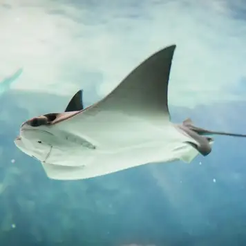 Image related to Stingray Encounter