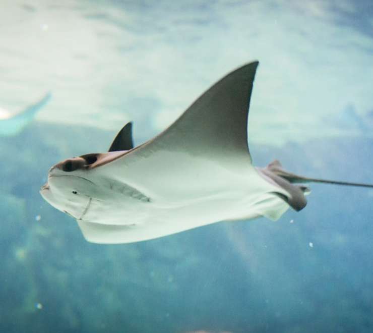 Stingray Encounter