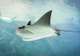 Stingray Encounter