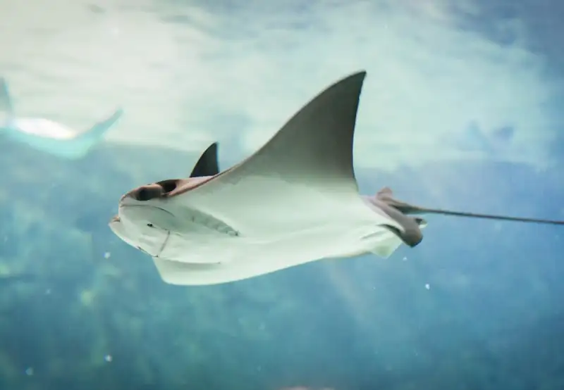 Stingray Encounter