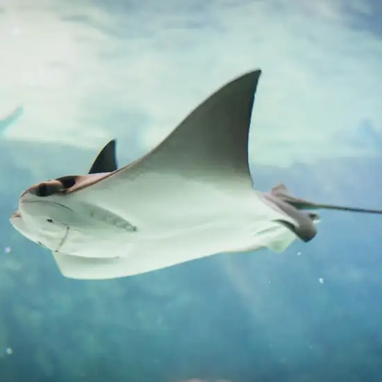 Image related to Stingray Encounter