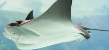 Image related to Stingray Encounter