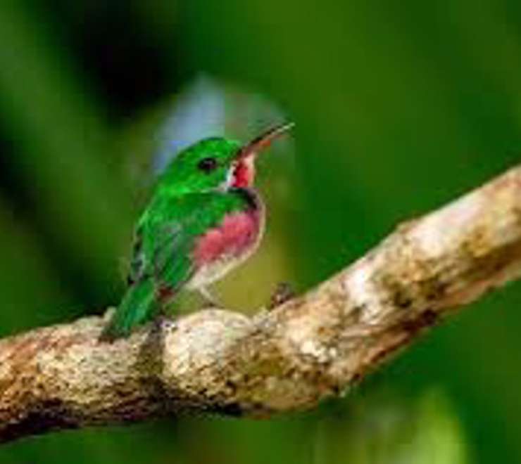 Bird Watching & Hiking