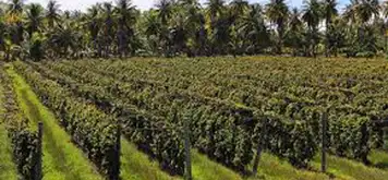 Image related to Vin de Tahiti Winery Tour