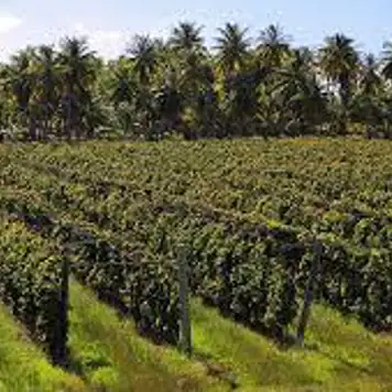 Image related to Vin de Tahiti Winery Tour