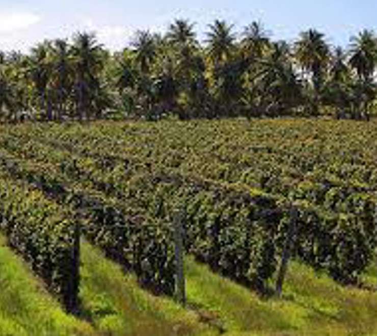 Vin de Tahiti Winery Tour