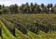 Vin de Tahiti Winery Tour