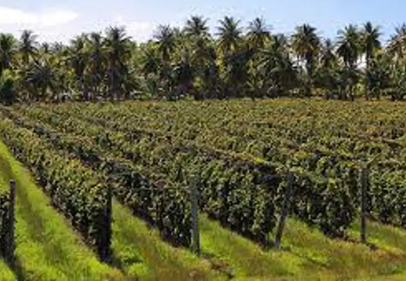 Vin de Tahiti Winery Tour