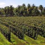 Image related to Vin de Tahiti Winery Tour