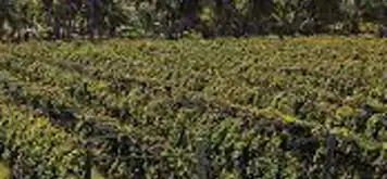 Image related to Vin de Tahiti Winery Tour