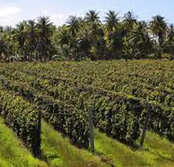 Image related to Vin de Tahiti Winery Tour