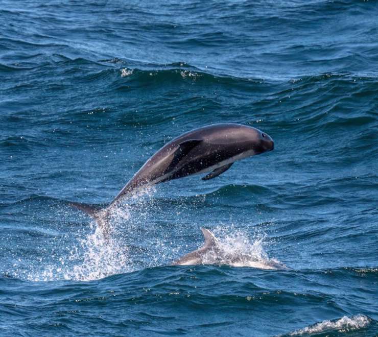 Dolphins