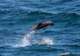 Dolphins