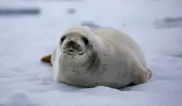 Image related to Crabeater Seal