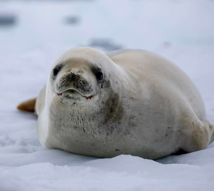 Crabeater Seal