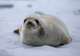 Crabeater Seal