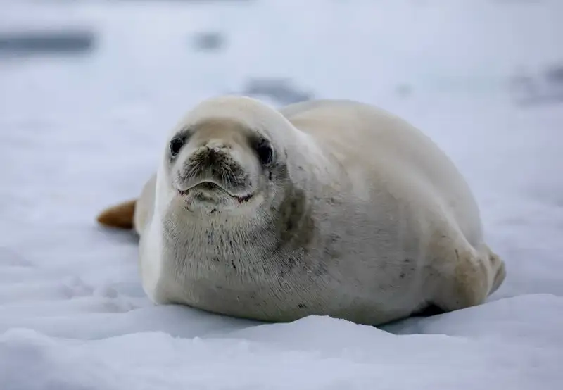 Crabeater Seal