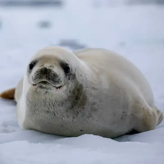 Crabeater Seal