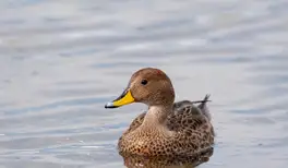 Image related to South Georgia pintail