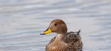 Image related to South Georgia pintail