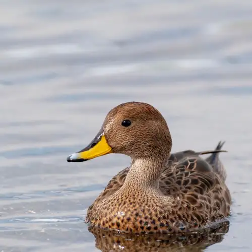 Image related to South Georgia pintail