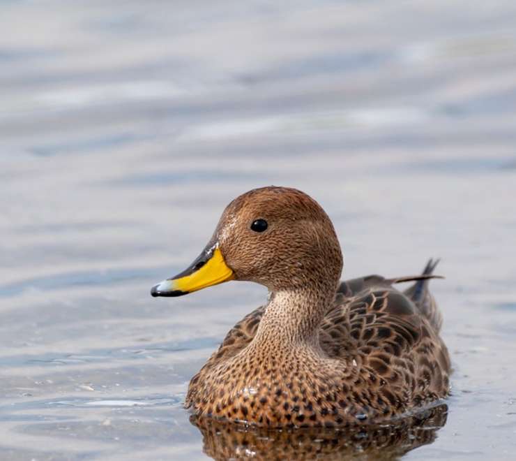 South Georgia pintail