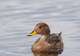 South Georgia pintail